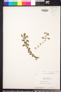 Serissa japonica image