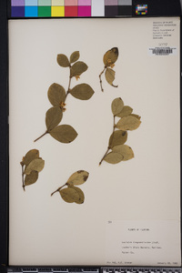 Lonicera fragrantissima image