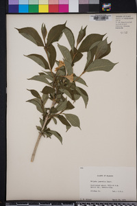 Weigela japonica image