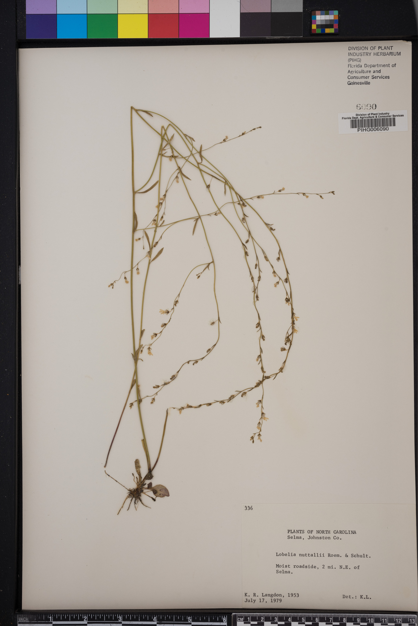 Lobelia nuttallii image