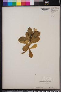 Scaevola plumieri image