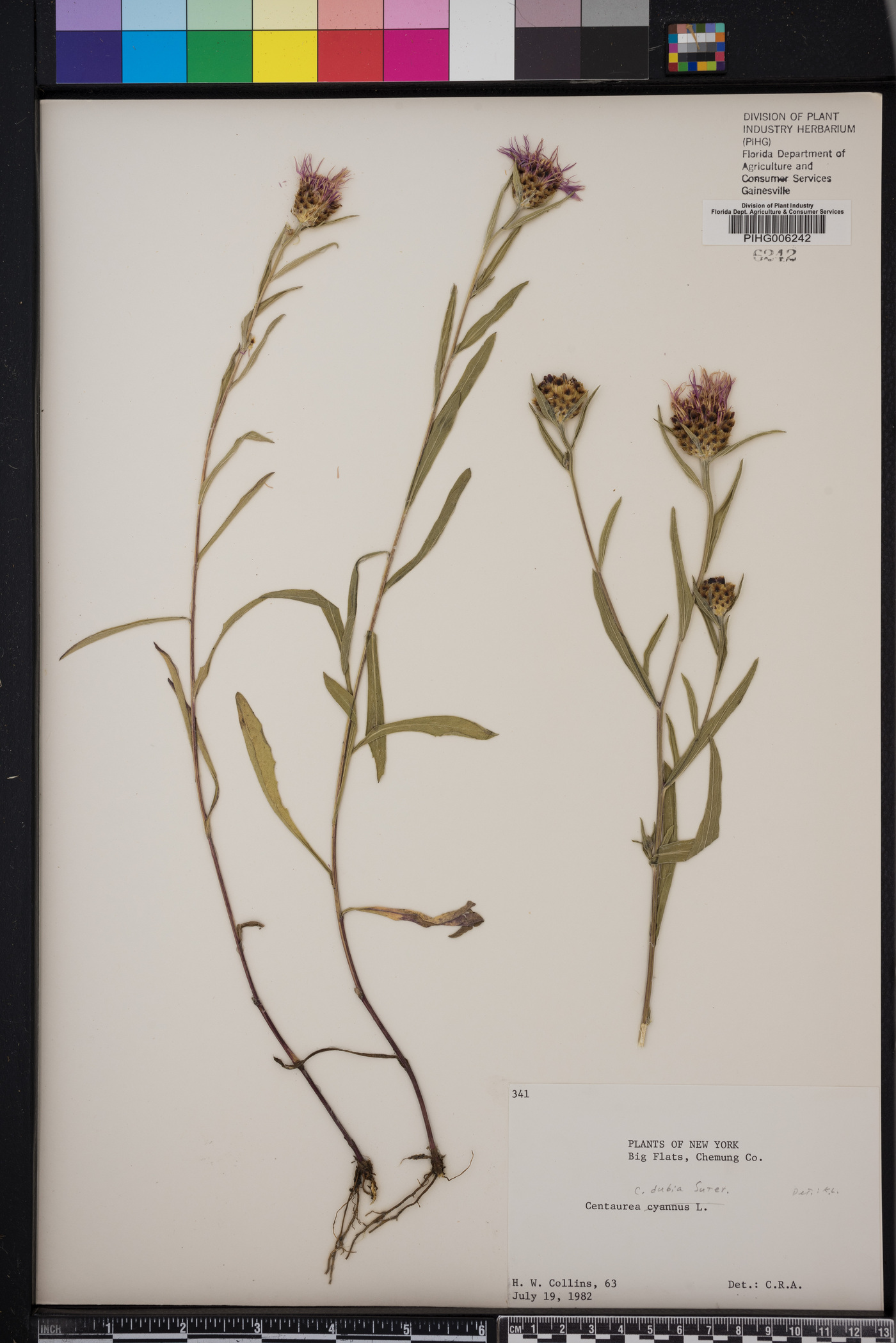 Centaurea dubia image