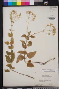 Ageratina aromatica image