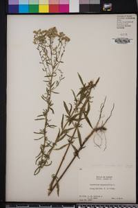 Eupatorium recurvans image