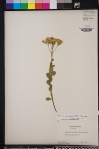 Garberia heterophylla image