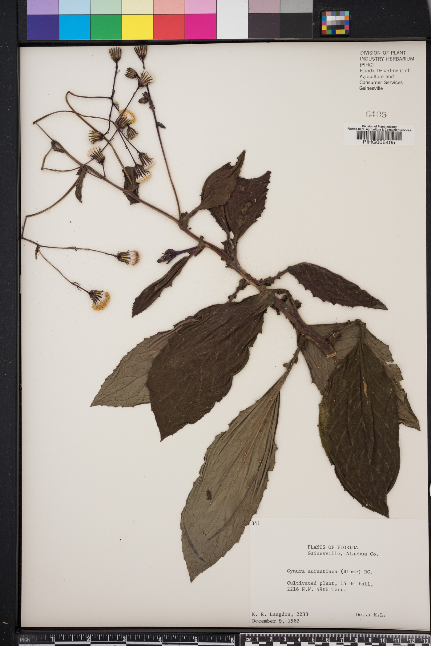 Gynura aurantiaca image