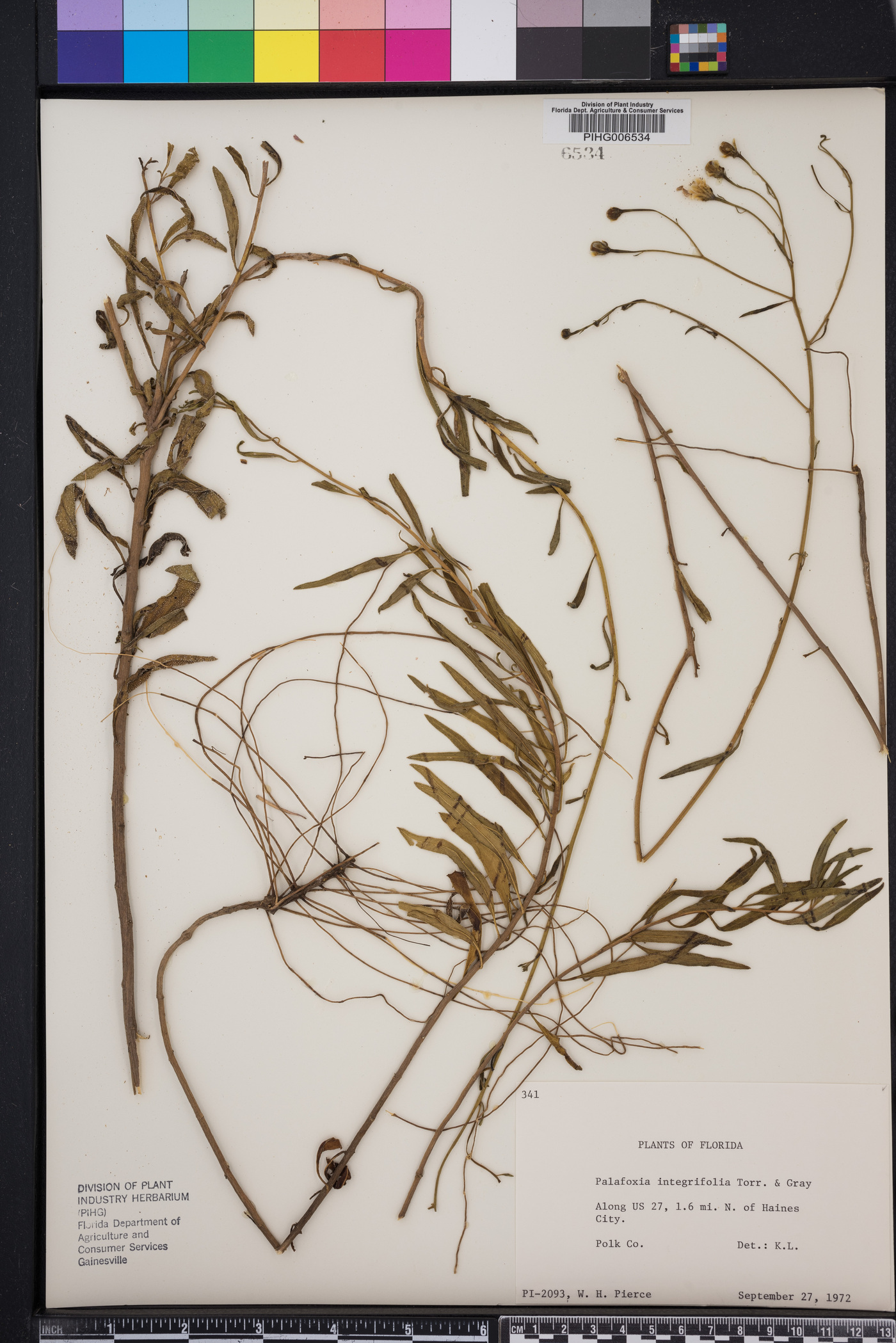 Palafoxia integrifolia image