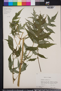 Polymnia canadensis image