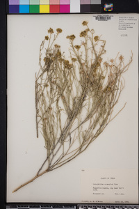 Porophyllum scoparium image