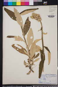 Pterocaulon pycnostachyum image