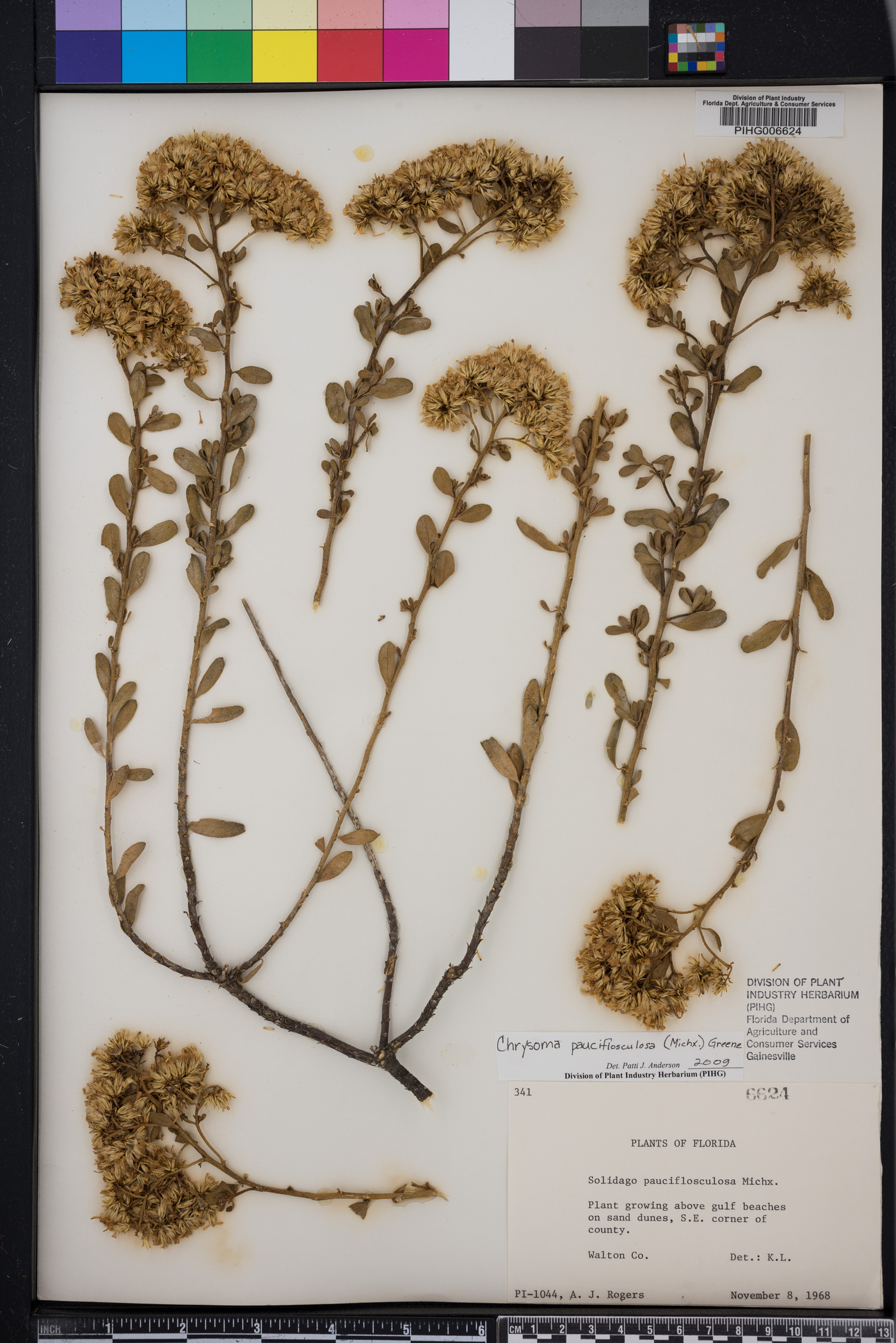 Solidago pauciflosculosa image