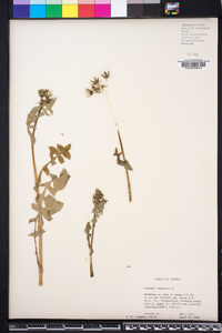 Sonchus oleraceus image