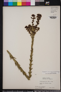 Trilisa paniculata image