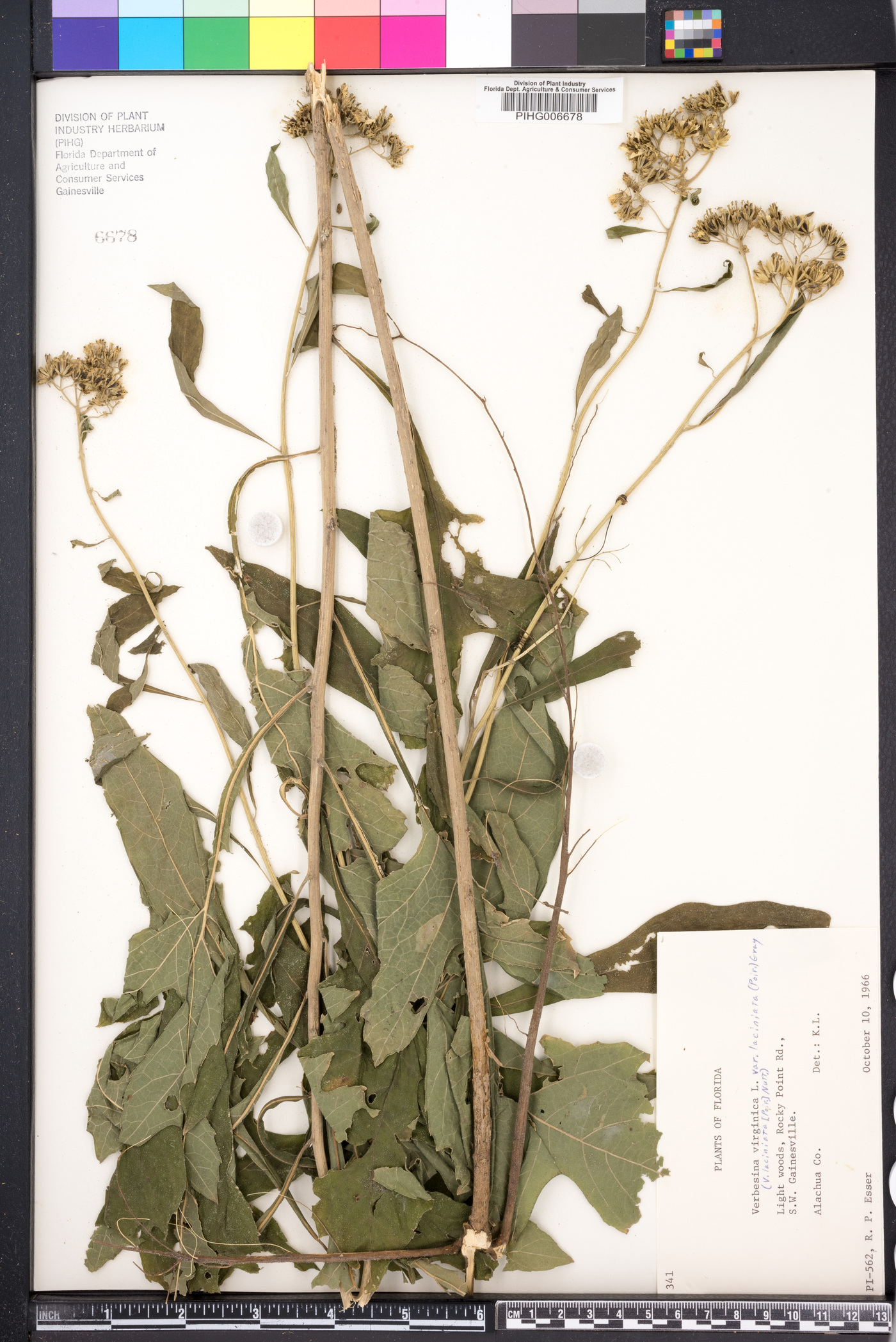 Verbesina laciniata image