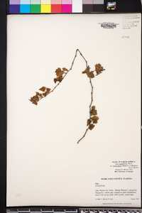 Vitis rotundifolia var. munsoniana image