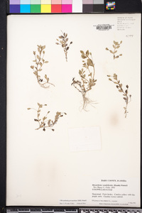 Mecardonia procumbens image