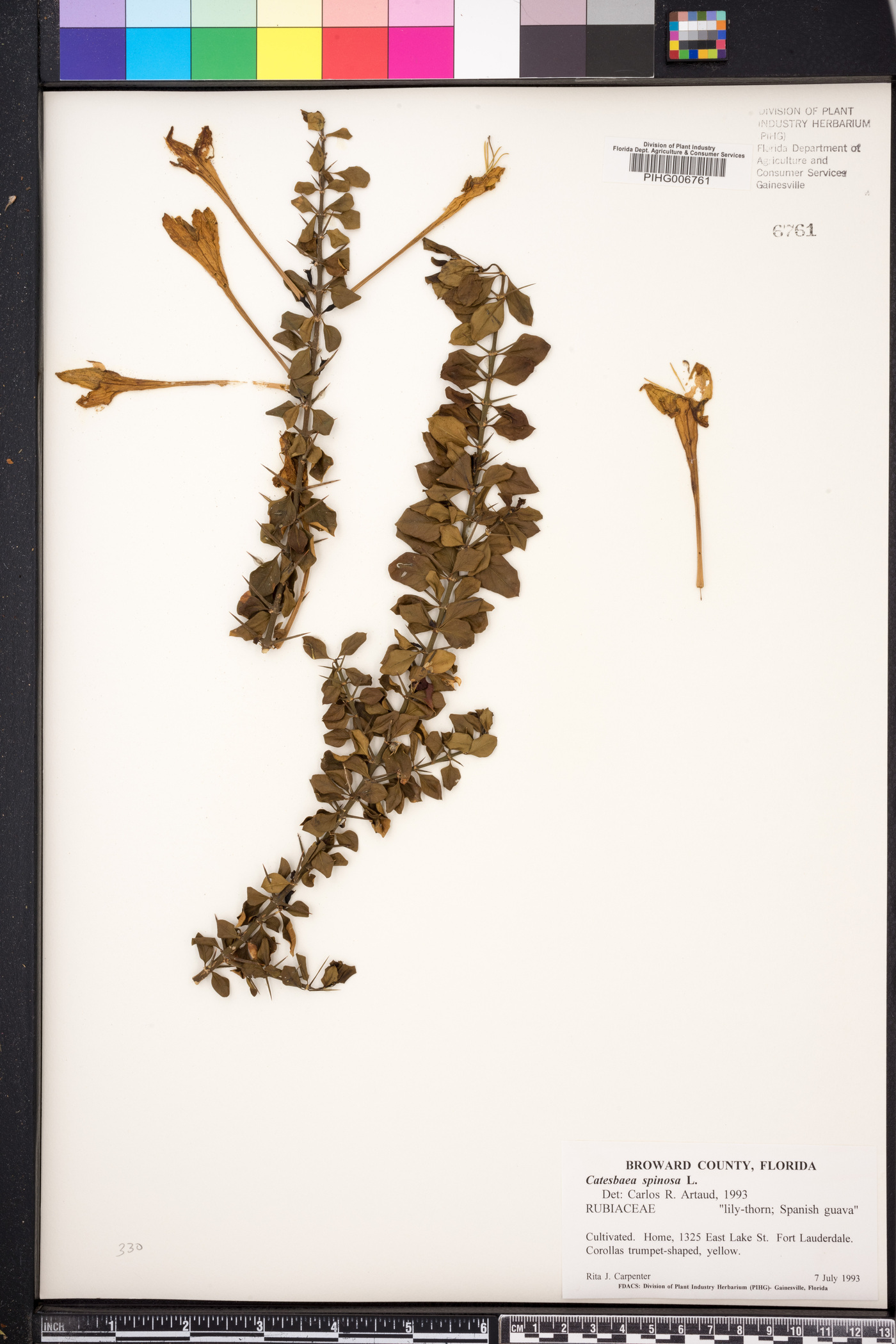 Catesbaea spinosa image