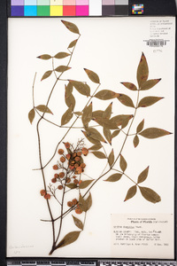 Nandina domestica image