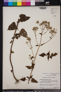 Ageratina jucunda image