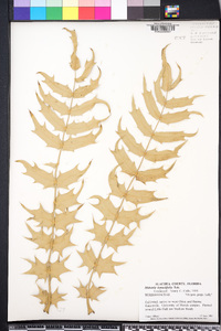 Mahonia lomariifolia image