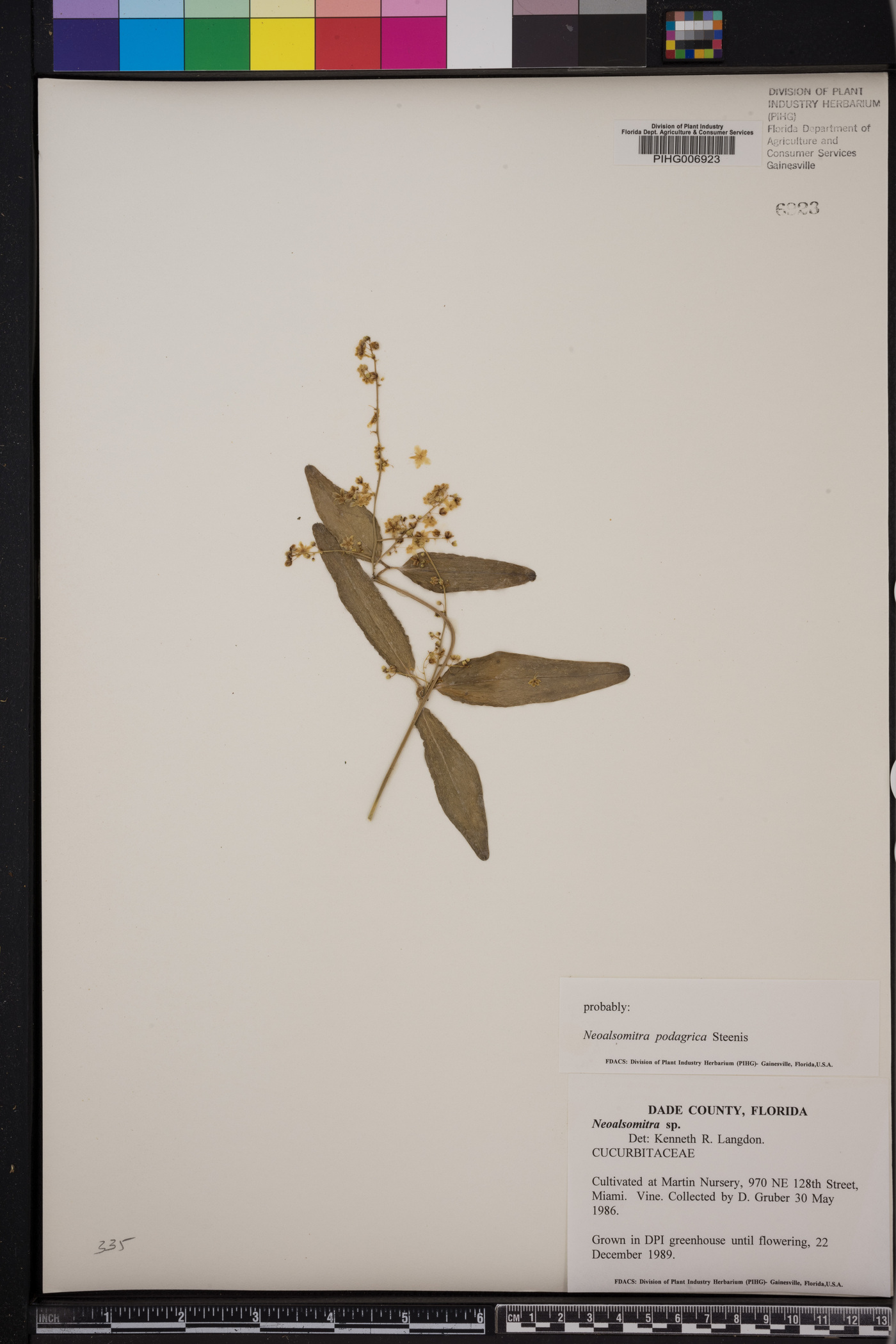 Neoalsomitra schefferiana subsp. podagrica image