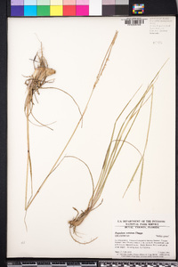 Paspalum notatum image