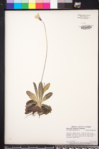 Pinguicula planifolia image