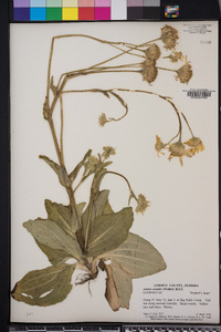 Arnica acaulis image