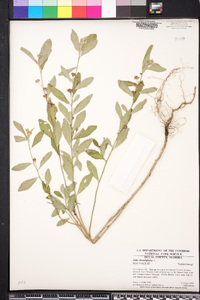 Sida rhombifolia image