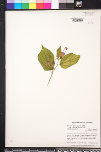 Helicteres guazumaefolia image