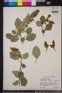 Gmelina philippensis image