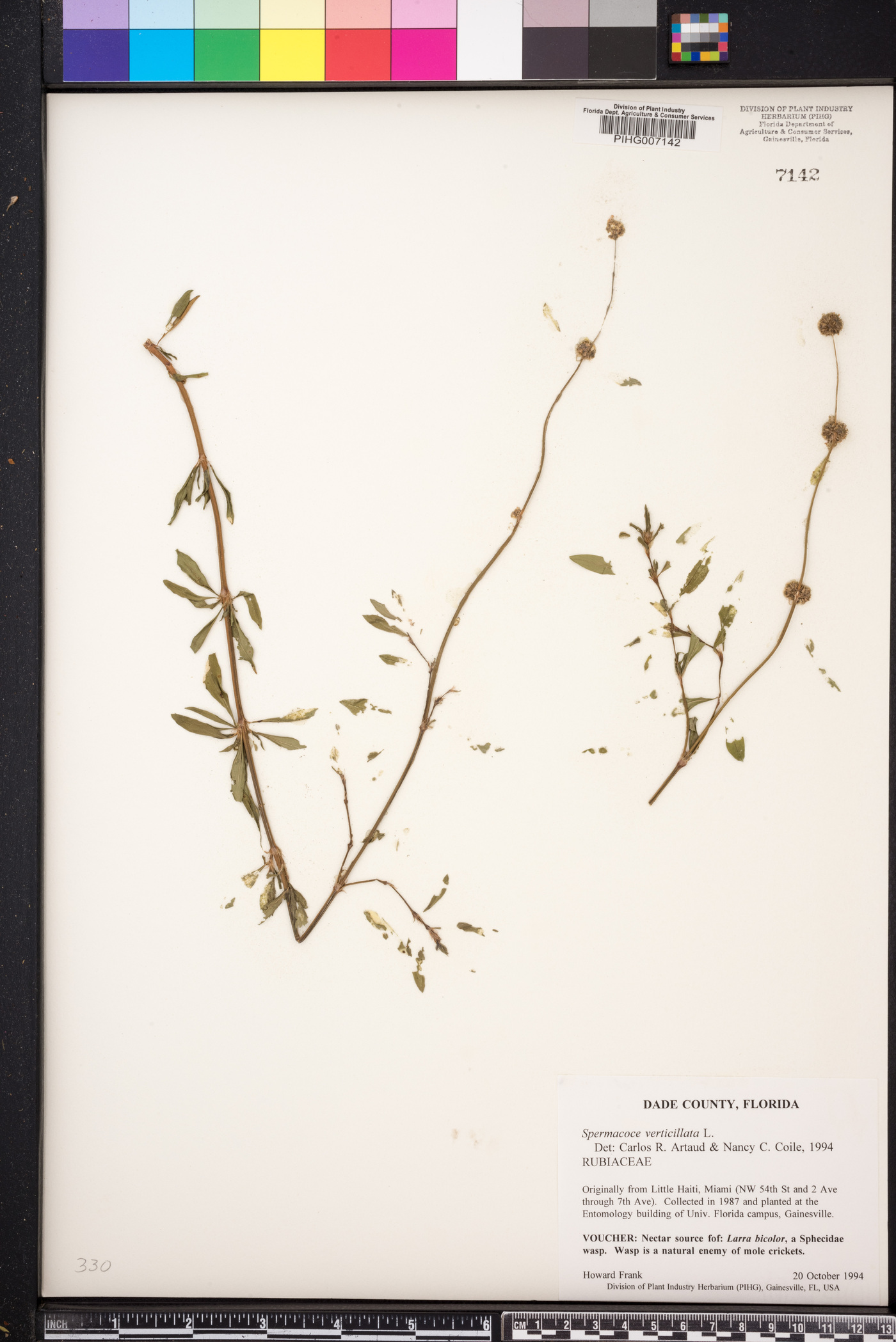 Spermacoce verticillata image