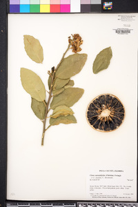 Citrus x aurantiifolia image