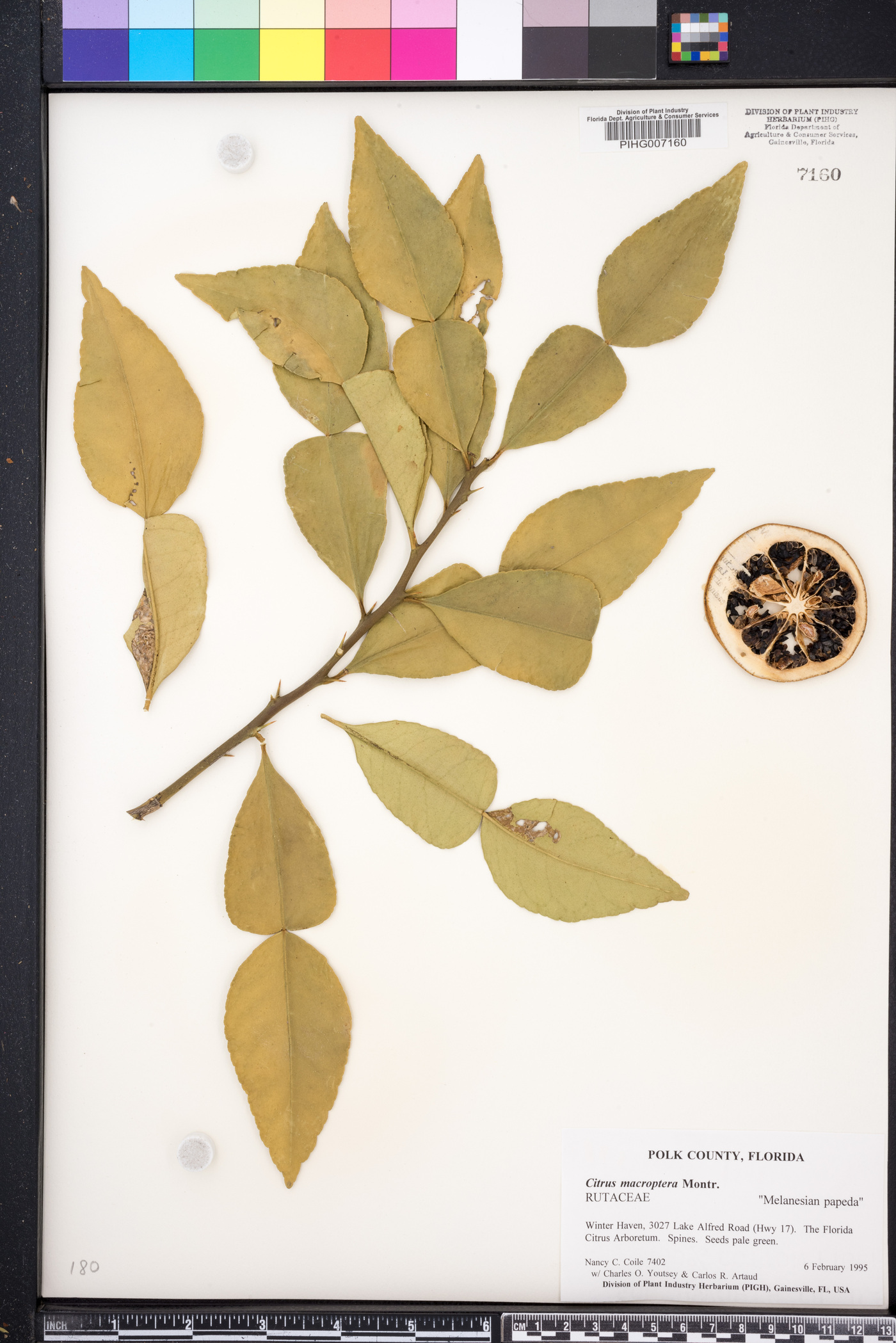 Citrus macroptera image