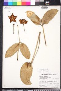 Hoya macgillivrayi image