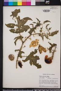 Solanum capsicoides image