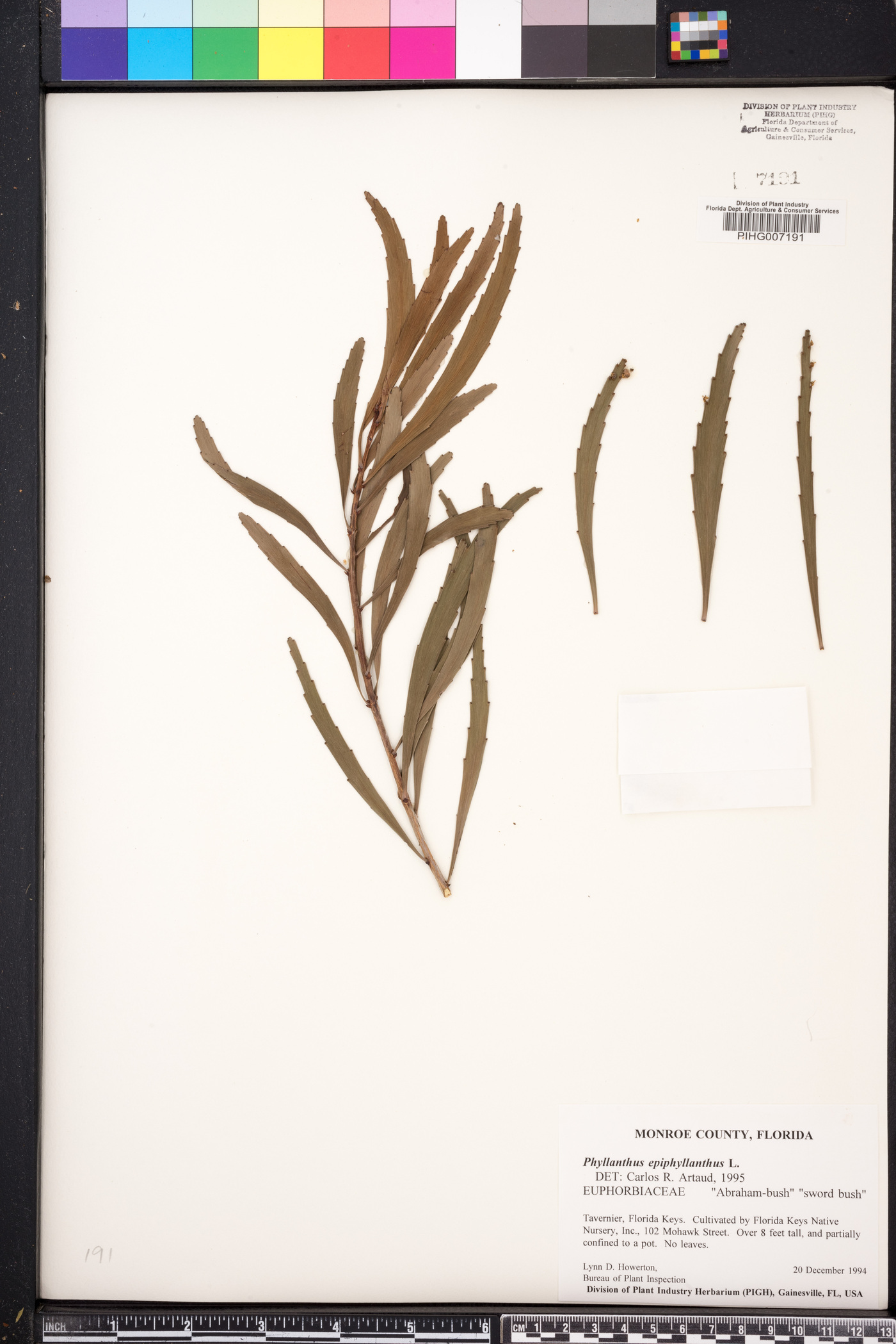 Phyllanthus epiphyllanthus image