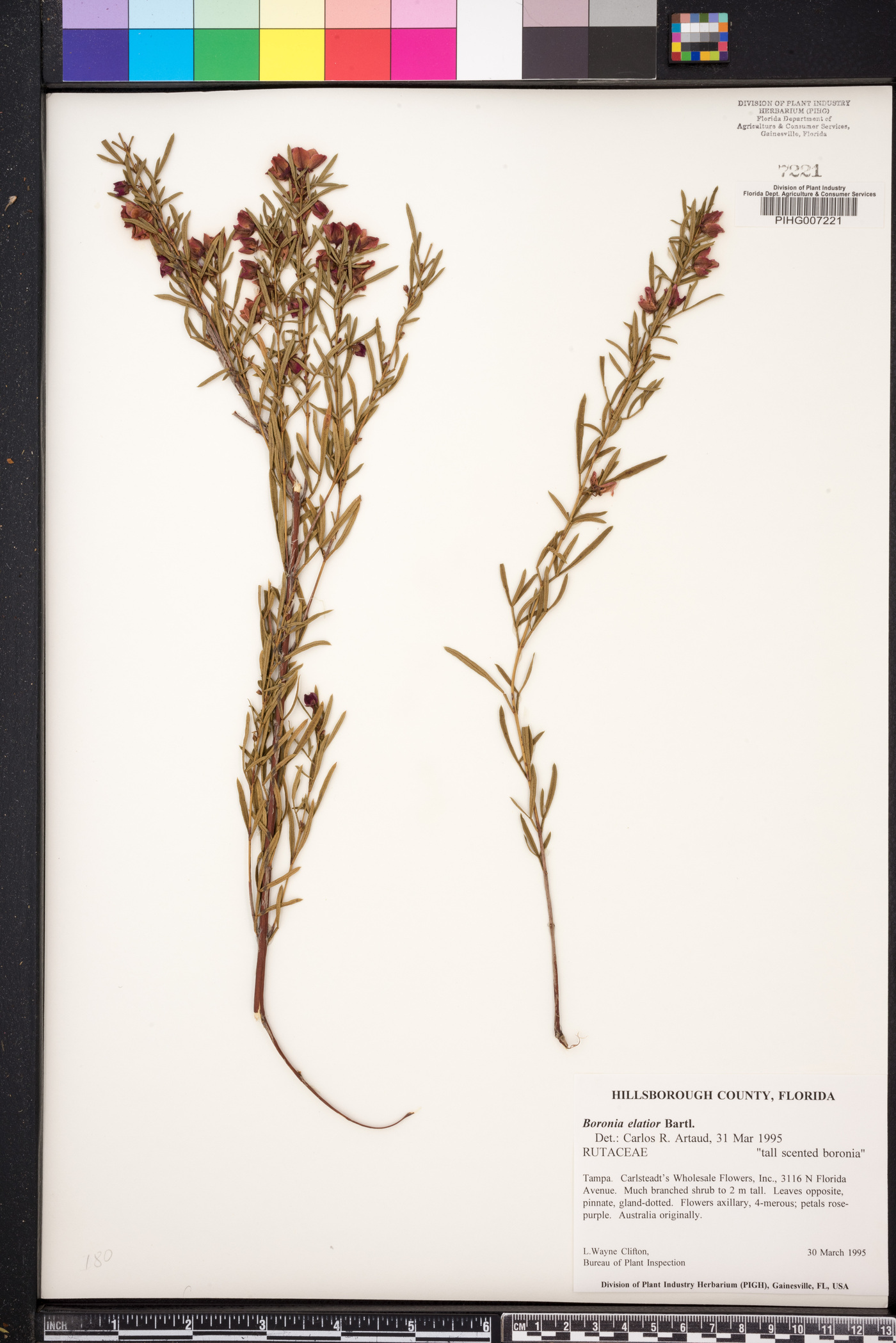 Boronia elatior image