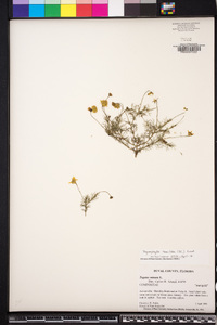 Tagetes minuta image