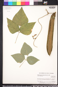 Psophocarpus tetragonolobus image