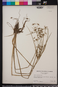 Cyperus dentatus image