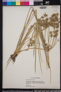 Cyperus ochraceus image