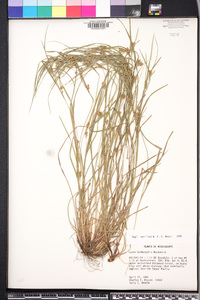 Carex bulbostylis image