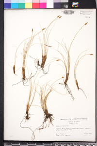 Carex filifolia image