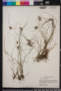 Cyperus thyrsiflorus image