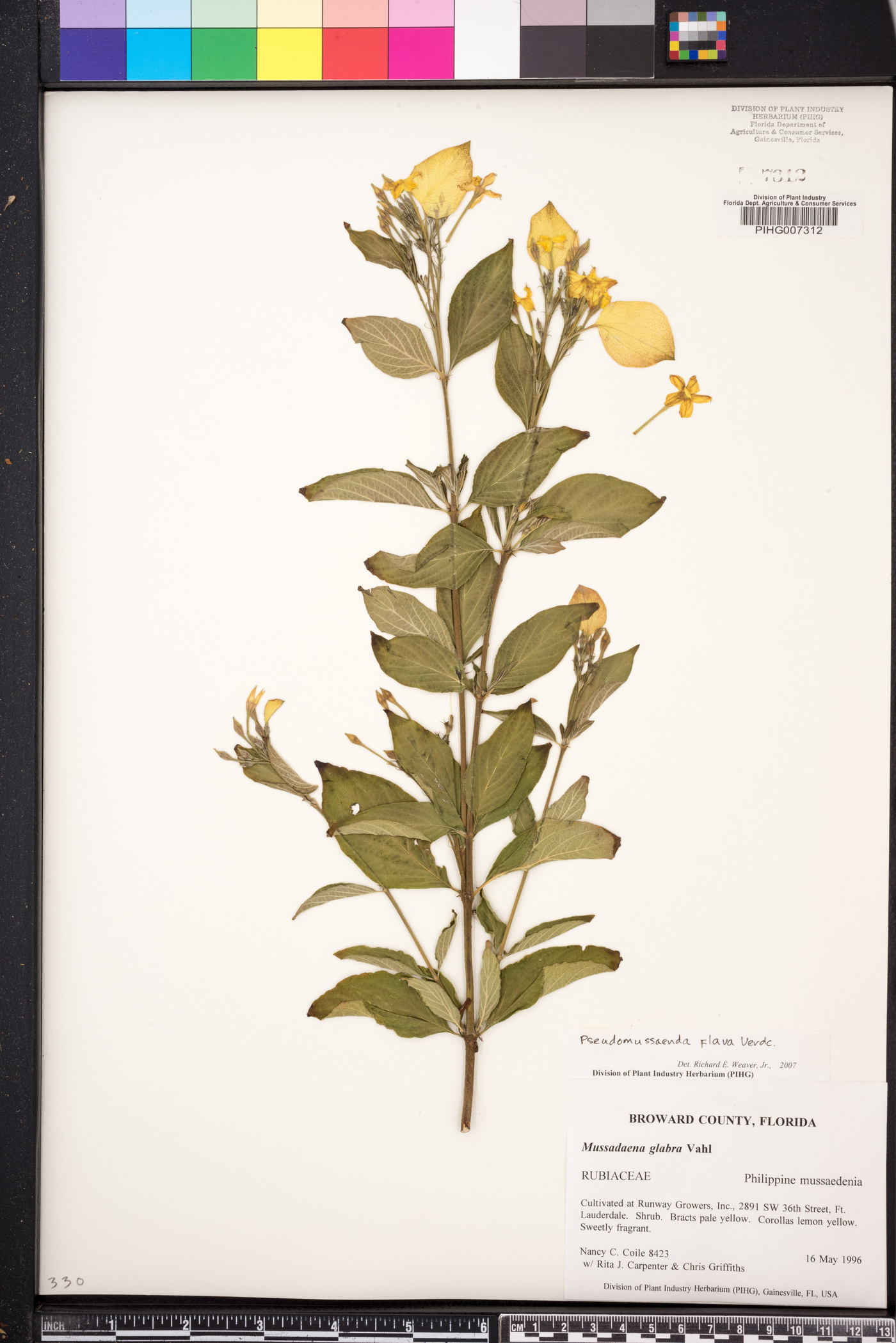 Pseudomussaenda flava image