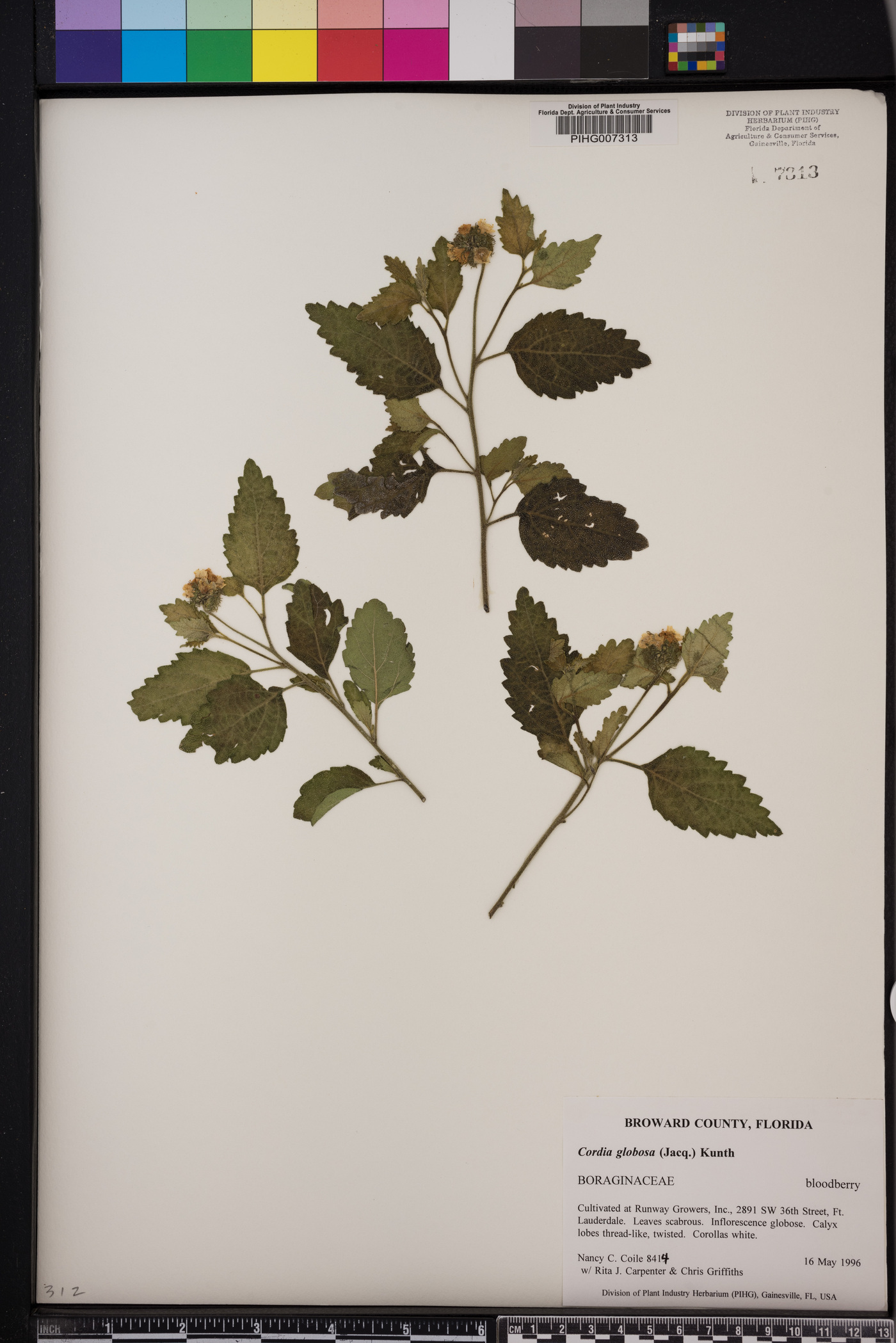 Cordia globosa image