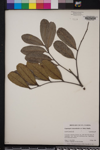 Cupaniopsis anacardioides image