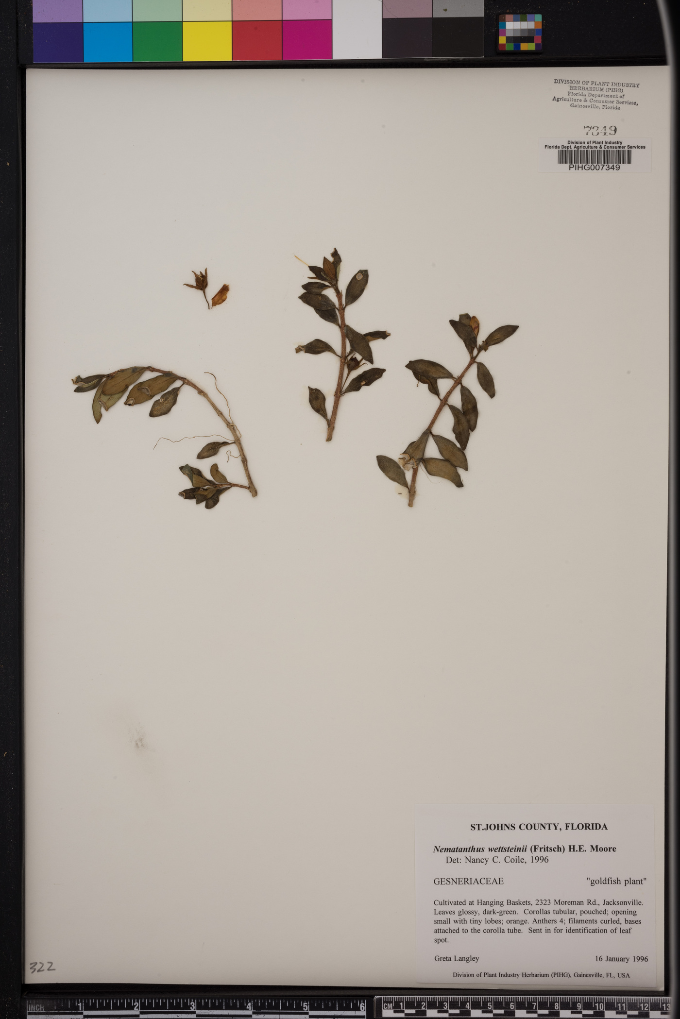 Nematanthus wettsteinii image