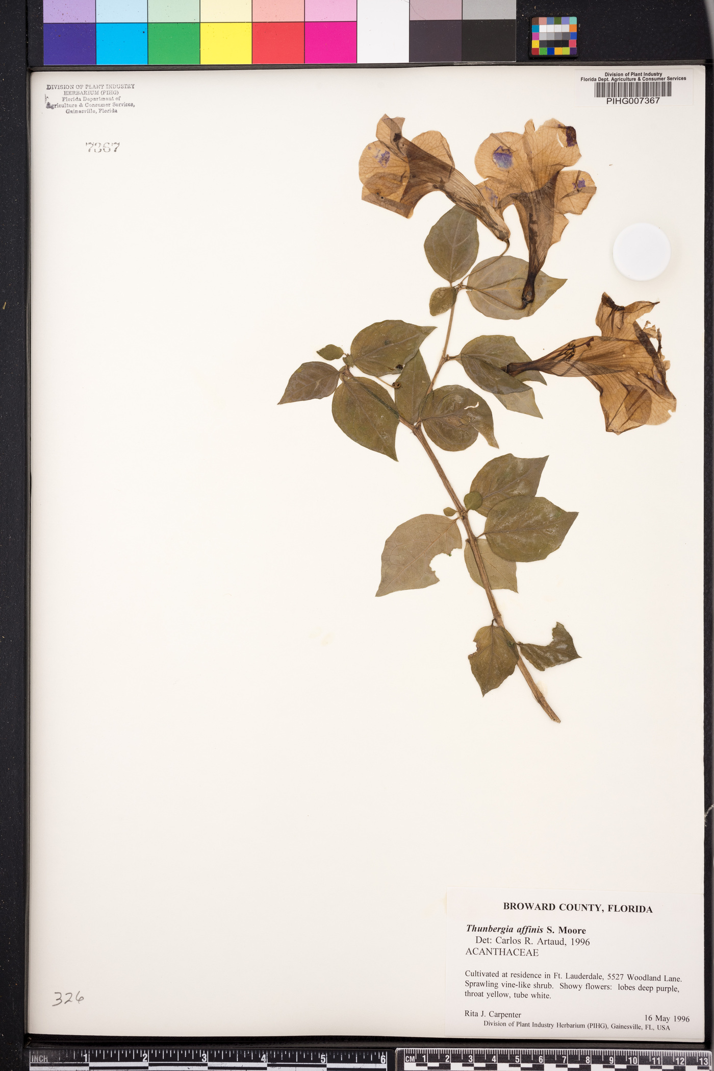 Thunbergia affinis image